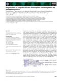 Báo cáo khoa học: Regulation of calpain B from Drosophila melanogaster by phosphorylation