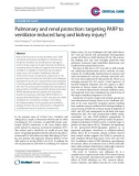 Báo cáo y học: Pulmonary and renal protection: targeting PARP to ventilator-induced lung and kidney injury