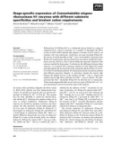 Báo cáo khoa học: Stage-speciﬁc expression of Caenorhabditis elegans ribonuclease H1 enzymes with different substrate speciﬁcities and bivalent cation requirements