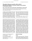 Báo cáo khoa học: Plasmodium falciparum merozoite surface protein 1 Glycosylation and localization to low-density, detergent-resistant membranes in the parasitized erythrocyte