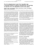 Báo cáo Y học: The b-1,4-endogalactanase A gene from Aspergillus niger is speciﬁcally induced on arabinose and galacturonic acid and plays an important role in the degradation of pectic hairy regions