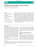 Báo cáo khoa học: The lipid translocase, ABCA4: seeing is believing Naomi Laura Pollock and Richard Callaghan