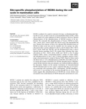 Báo cáo khoa học: Site-speciﬁc phosphorylation of MCM4 during the cell cycle in mammalian cells