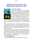 Bệnh loét hại cây ăn quả có múi (Xanthomonas canpestris pv. citri )