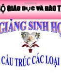 Bài giảng Sinh học 10 bài 27: Cấu trúc các loại virut