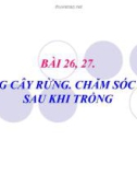 Bài giảng Công nghệ 7 bài 27: Chăm sóc rừng sau khi trồng