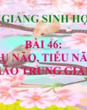 Bài giảng Sinh học 8 bài 46: Trụ não, tiểu não, não trung gian