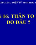 Bài giảng Sinh học 6 bài 16: Thân to ra do đâu?