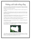 Những cuối tuần trống rỗng