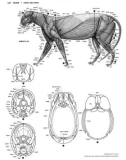 Figure Drawing - Feline and Domestic Cat