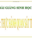 Bài giảng Sinh học lớp 8 bài 5: Thực hành quan sát tế bào và mô