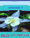 Bài giảng Sinh học 9 bài 35: Ưu thế lai