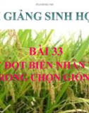 Bài giảng Sinh học 9 bài 33: Gây đột biến nhân tạo trong chọn giống