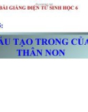 Bài giảng Sinh học 6 bài 15: Cấu tạo của thân non