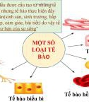 Bài giảng môn Khoa học tự nhiên lớp 6 bài 19: Cấu tạo và chức năng các thành phần tế bào