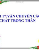 Bài giảng Sinh học 6 bài 17: Vận chuyển các chất trong thân