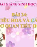 Bài giảng Sinh học 8 bài 24: Tiêu hóa và các cơ quan tiêu hóa