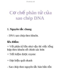 Cơ chế phân tử của sao chép DNA