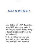 DNA ty thể là gì?