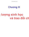 Chương 3: Năng lượng sinh học và trao đổi chất