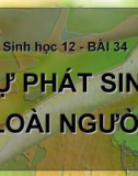 Bài giảng Sinh học 12 bài 34: Sự phát sinh loài người