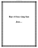 Rực rỡ hoa vàng San Jose…