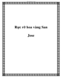 Rực rỡ hoa vàng San Jose