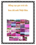 Hồng rực góc trời sắc hoa chi anh Nhật Bản