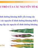 Bài giảng Sinh học 11 - Bài 4: Vai trò của các nguyên tố khoáng (Nguyễn Hoàng Quí)