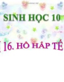 Slide bài Hô hấp tế bào - Sinh học 10 - GV.T.V.Phúc