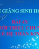 Bài giảng Sinh học 8 bài 43: Giới thiệu chung hệ thần kinh