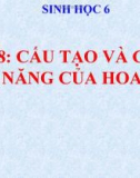 Bài giảng Sinh học 6 bài 28: Cấu tạo và chức năng của hoa