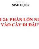 Bài giảng Sinh học 6 bài 24: Phần lớn nước vào cây đi đâu?