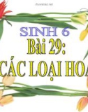 Bài giảng Sinh học 6 bài 29: Các loại hoa