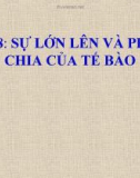 Bài giảng Sinh học 6 bài 8: Sự lớn lên và phân chia tế bào