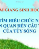 Bài giảng Sinh học 8 bài 44: Thực hành - Tìm hiểu chức năng (liên quan đến cấu tạo) của tủy sống