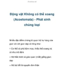 Động vật Không có thể xoang (Acoelomata) - Phát sinh chủng loại