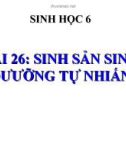 Bài giảng Sinh học 6 bài 26: Sự sinh sản sinh dưỡng tự nhiên