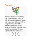 Protein