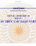 Bài giảng Sinh học lớp 10 bài 29: Cấu trúc các loại virut