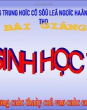 Bài giảng điện tử môn sinh học: vai trò của động vật nguyên sinh