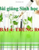 Bài giảng Sinh học 7 bài 4: Trùng roi