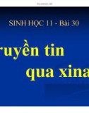 Bài giảng Sinh học lớp 11 bài 30: Truyền tin qua Xinap