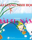 Bài giảng Sinh học 6 bài 51: Nấm