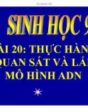 Bài giảng Sinh học lớp 9 bài 20: Thực hành quan sát và lắp mô hình ADN