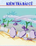 Bài giảng Sinh học 10 phần 1 chương 1 bài 11: Vận chuyển các chất qua màng sinh chất