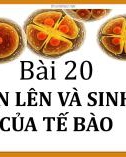 Bài giảng môn Khoa học tự nhiên lớp 6 bài 20: Sự lớn lên và sinh sản của tế bào