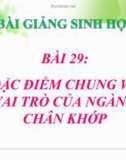 Bài giảng Sinh học 7 bài 29: Đặc điểm chung và vai trò của ngành chân khớp