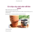 Có chậu cây xinh nhớ viết tên mình