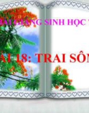 Bài giảng Sinh học 7 bài 18: Trai sông